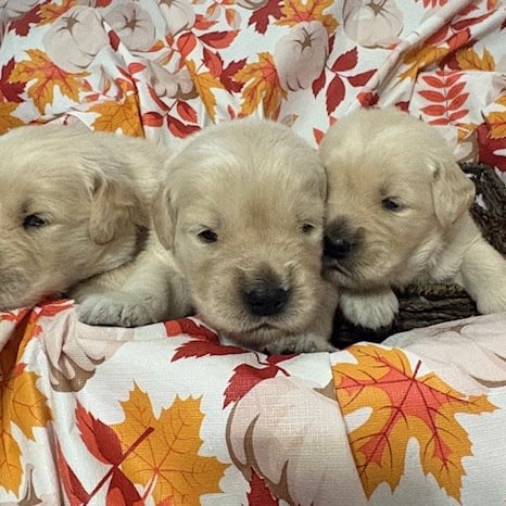 Golden Puppies